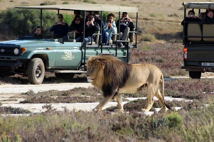 Luxury 2-Day In & Out Garden Route Safari Tour - Image 1