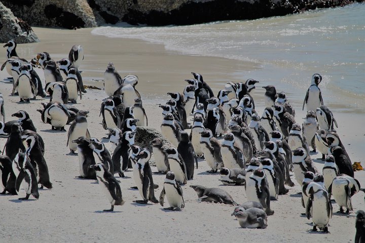 Penguin Encounter Boulders Beach Half Tour Day from Cape Town - Image 1