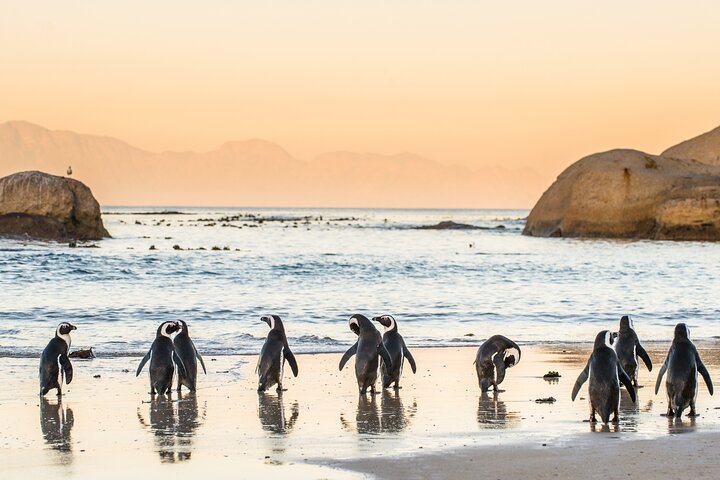 Penguin Encounter Boulders Beach Half Tour Day from Cape Town - Image 5