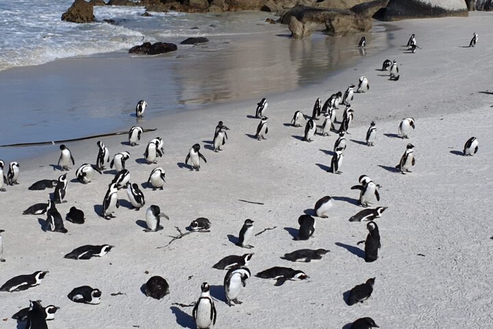 Penguin Watching & Beach Day at Boulder's Beach, Cape Town - Image 4
