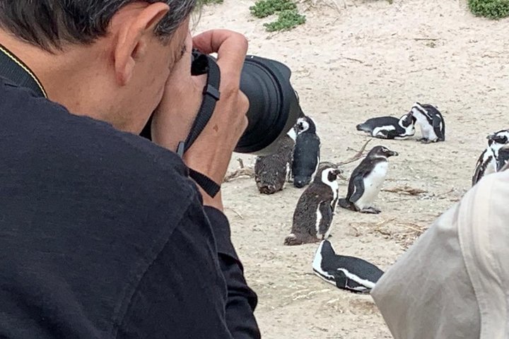 Penguins, Cape Point & Table Mountain. - Image 5