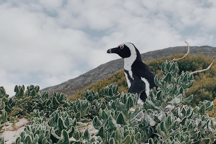 Penguins Private Tour- Cape of Good Hope & Cape Point Tour from Cape Town - Image 1