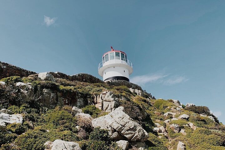 Penguins Private Tour- Cape of Good Hope & Cape Point Tour from Cape Town - Image 5