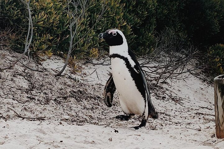 Penguins Private Tour- Cape of Good Hope & Cape Point Tour from Cape Town - Image 2