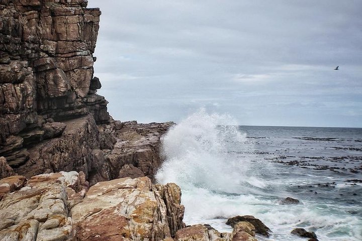 Peninsula, Cape Point, Penguins & Wine Tasting - Image 5