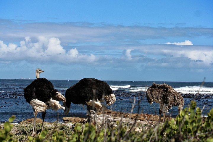 Peninsula, Cape Point, Penguins & Wine Tasting - Image 4