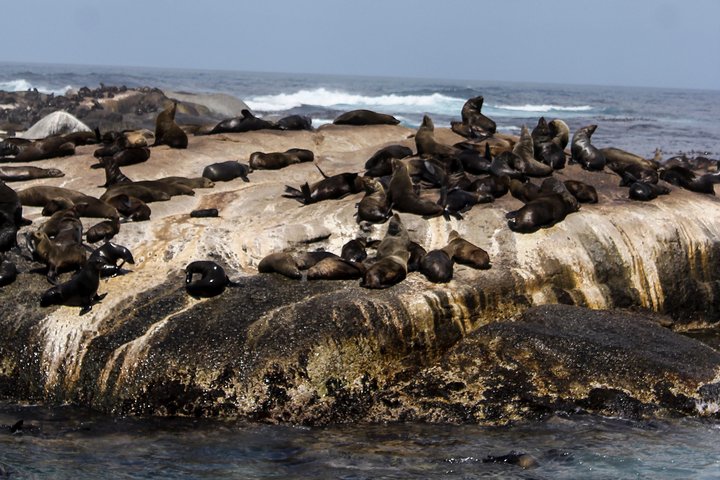 Peninsula Tour Cape Town  - Image 5