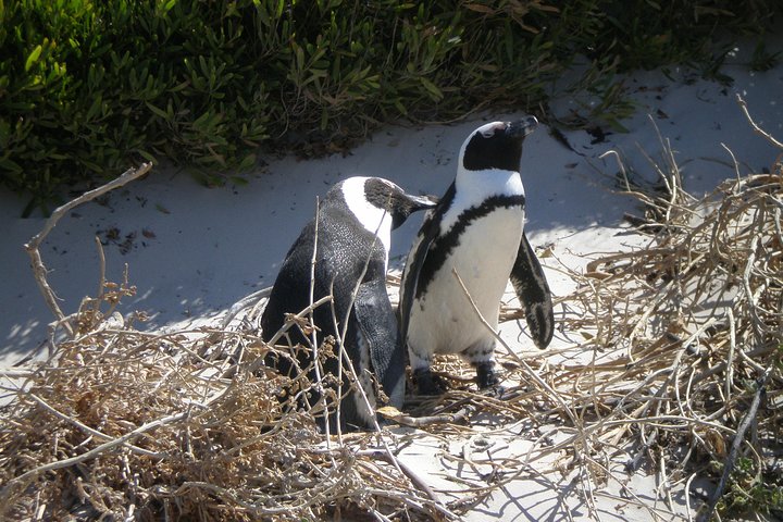 Private Cape of Good Hope Tour & Cape Point - Image 2