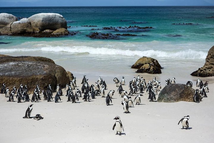 Private Cape Peninsula Day Tour - Image 1