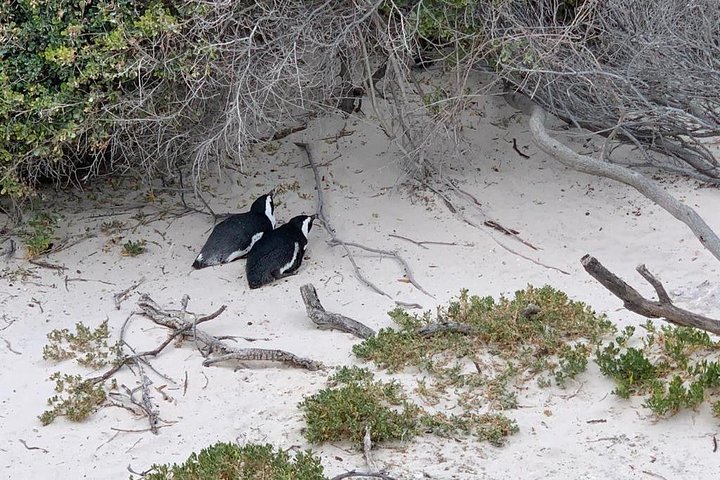 Private: Cape Peninsula & Table Mountain Full Day Tour. - Image 5