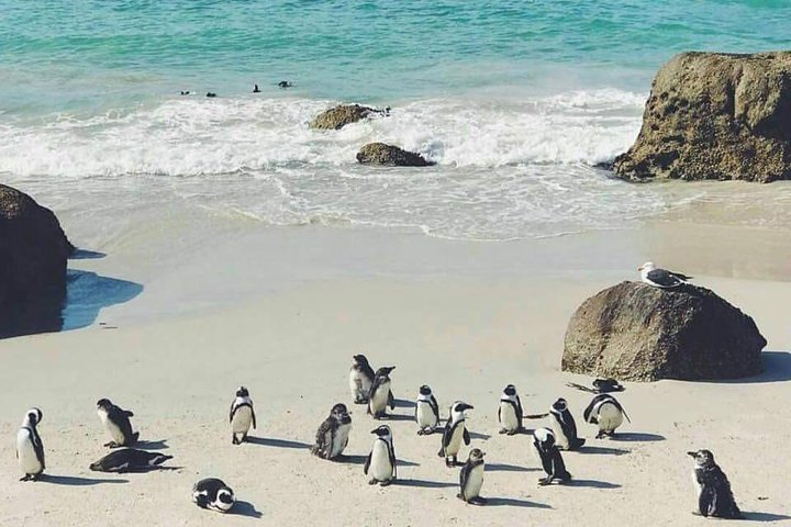 Private Cape Peninsula Tour  - Image 4