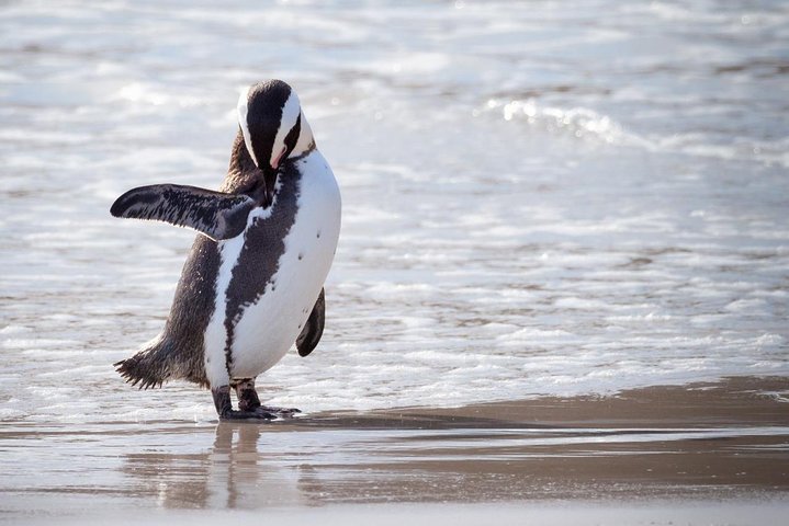 Private Cape Point and Penguins Day Tour with Entrance Fees - Image 3