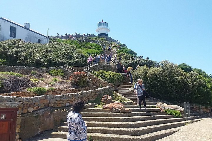Private Cape Point Penguins Tour - A full day of exploring the Cape Peninsula - Image 4