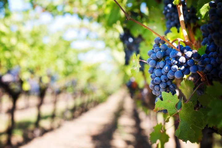 Private Cape Winelands Wine Tasting Tour - Image 1