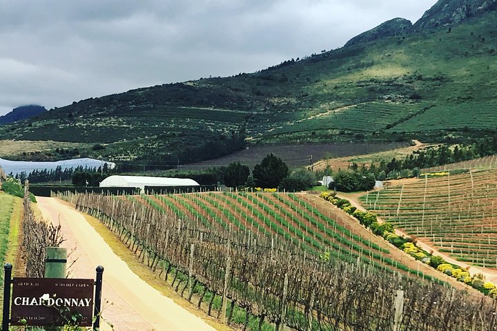 Private Constantia Wine Tour - Image 5