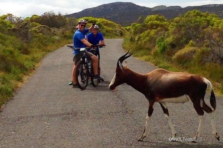 Private Cycling Tour to Cape Point from Cape Town - Image 1