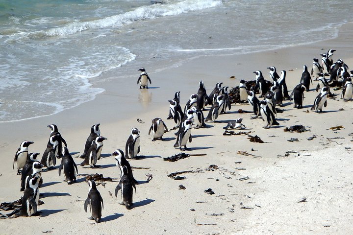 Private Day Tour Sightseeing of Cape Peninsula Penguins - Image 4