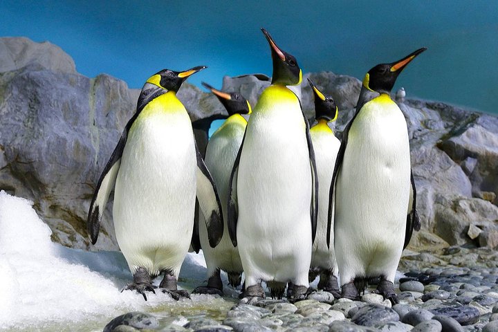 Private Day Tour Sightseeing of Cape Peninsula Penguins - Image 2