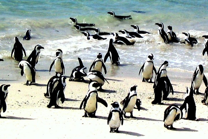Private Day Tour Sightseeing of Cape Peninsula Penguins - Image 3