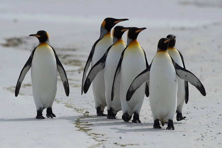 Private Day Tour Sightseeing of Cape Peninsula Penguins - Image 1