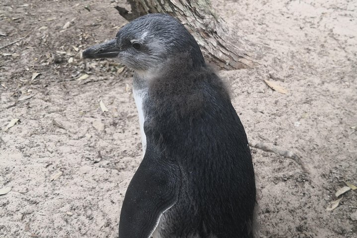 Private Fur Seals & Penguin Tour - Image 3