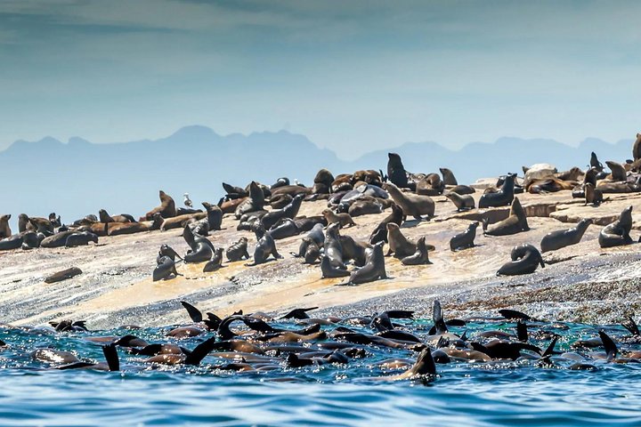 Private Fur Seals & Penguin Tour - Image 5