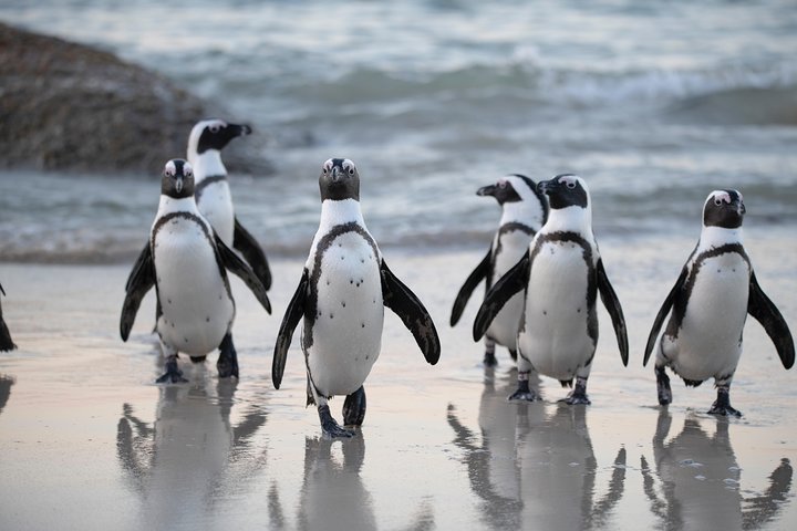 Private Fur Seals & Penguin Tour - Image 1