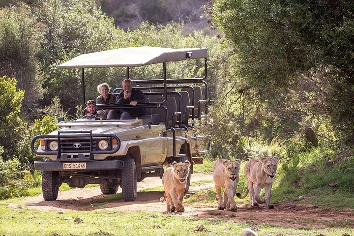 Private Garden Route Tour from Cape Town with Game Drive - Image 4