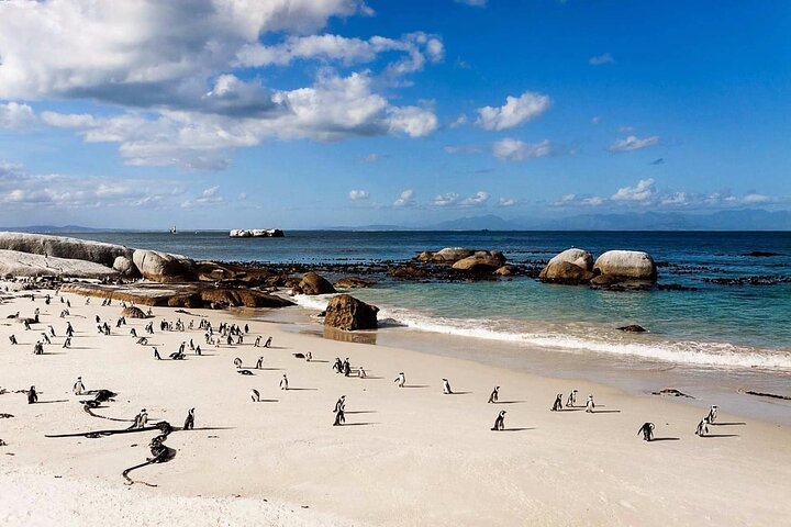 Private Group Tour to Boulders Beach & Cape Point incl. Park Fees - Image 1
