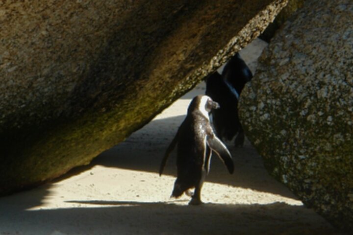 Private Guided Tour of the Cape Peninsula - Image 2