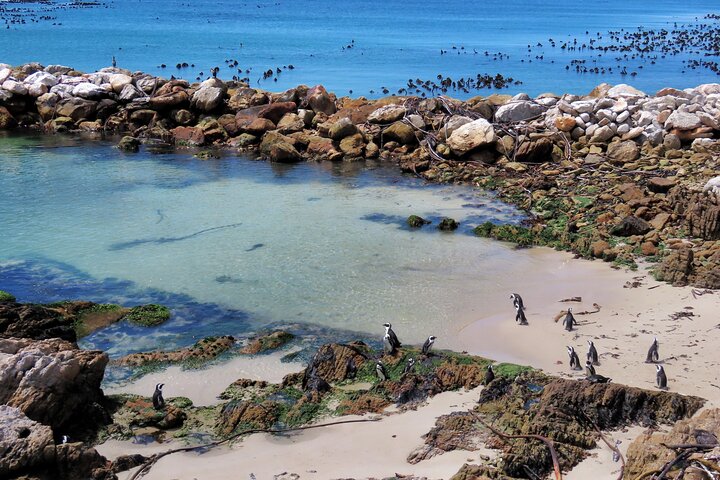 Private Hermanus & Cape Agulhas Full Day Tour - Image 5