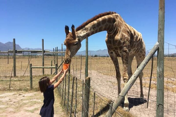 Private Le Cape Animal Farms Full Day Tour - Image 2