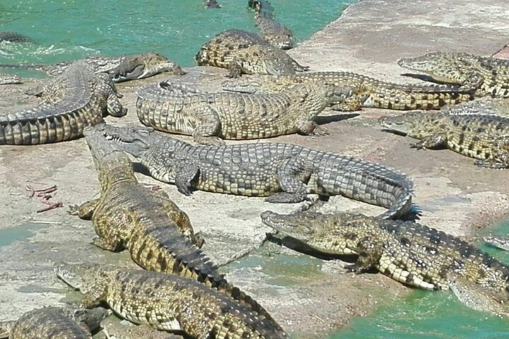 Private Le Cape Animal Farms Full Day Tour - Image 5