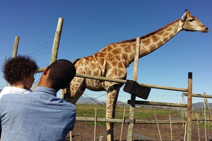 Private Le Cape Animal Farms Full Day Tour - Image 3