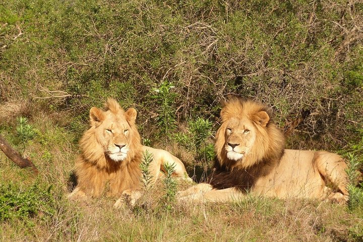 Private return transfers from Cape Town to Sanbona Wildlife Reserve - Image 5