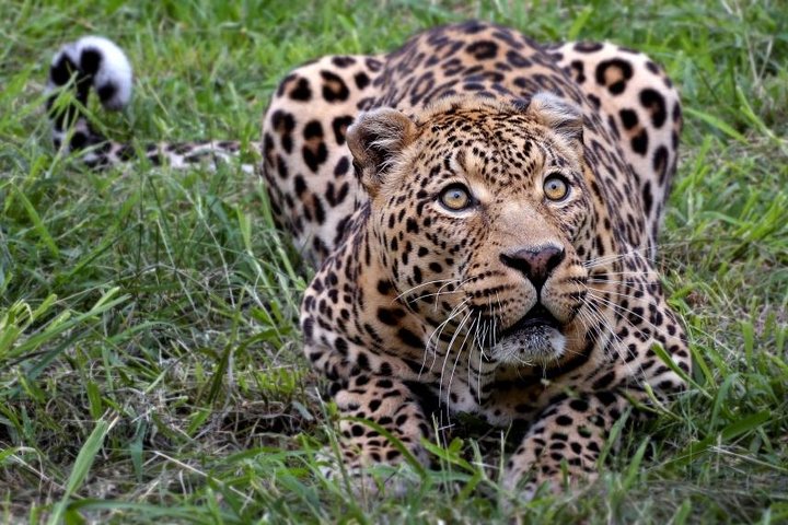 Private Safari Tour to Aquila Private Game Reserve excluding Entrance Fees - Image 2