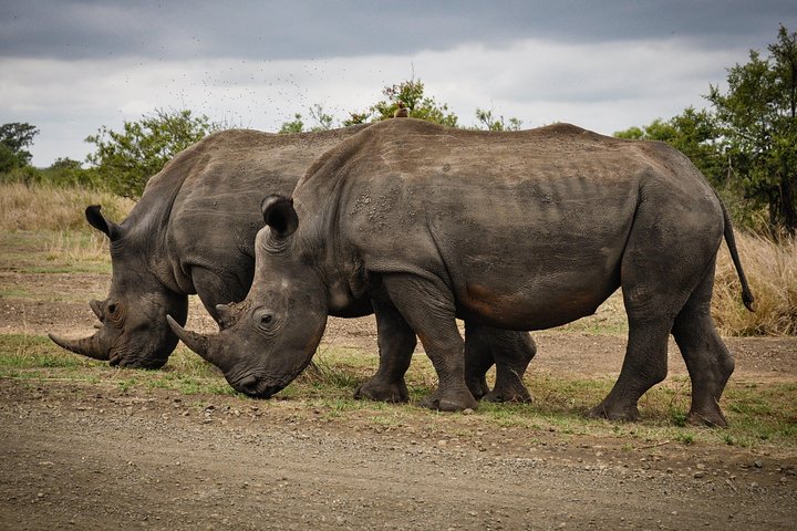 Private Safari Tour to Aquila Private Game Reserve excluding Entrance Fees - Image 3