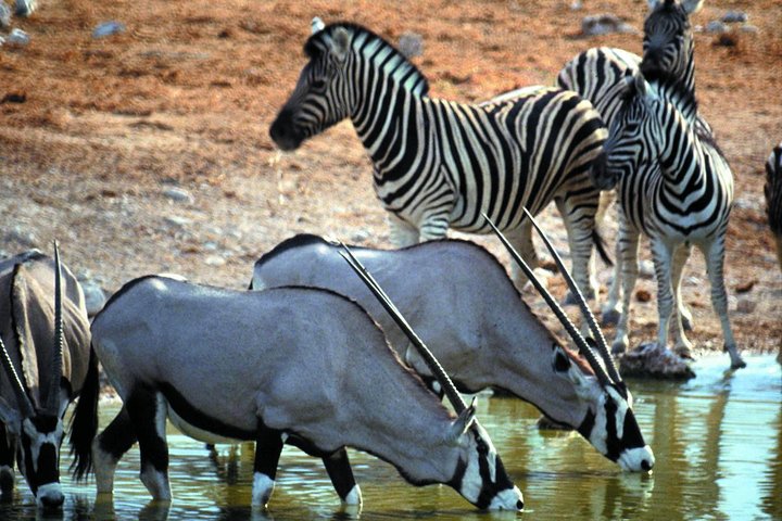 Private Safari Tour to Aquila Private Game Reserve excluding Entrance Fees - Image 4