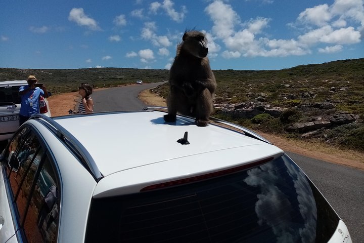 Private sightseeing tour; Cape of Goodhope, Cape Point & penguin tour - Image 3