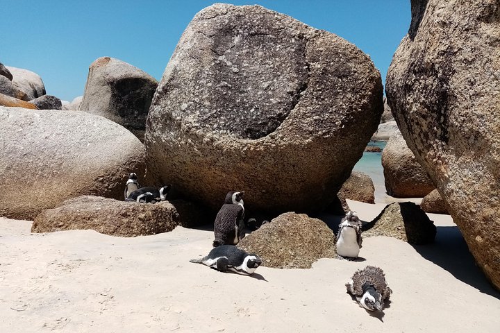 Private sightseeing tour; Cape of Goodhope, Cape Point & penguin tour - Image 2