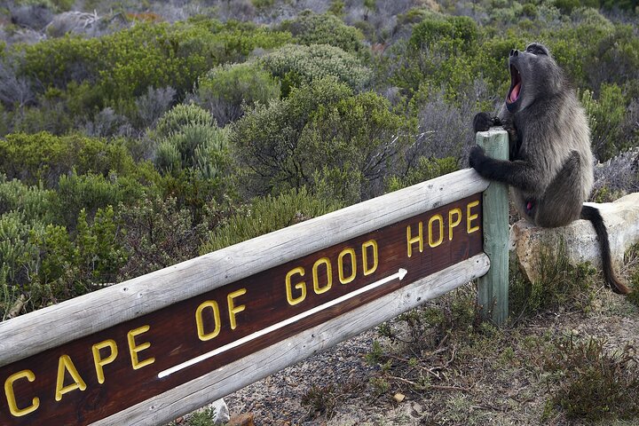 Private Table Mountain Penguins & Cape Point Tour from Cape Town - Image 2