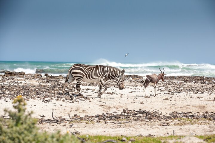 Private Table Mountain Penguins & Cape Point Tour from Cape Town - Image 5