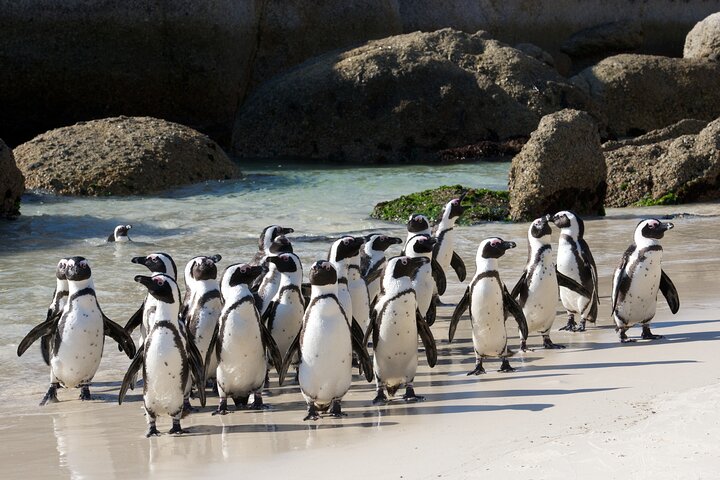 Private Table Mountain Penguins & Cape Point Tour from Cape Town - Image 1
