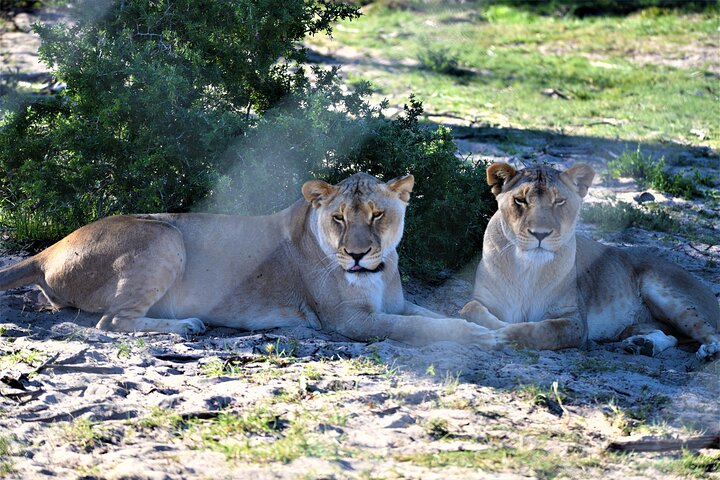 Private Tour : Africa Wild Safari West Coast Cape Town - Image 4