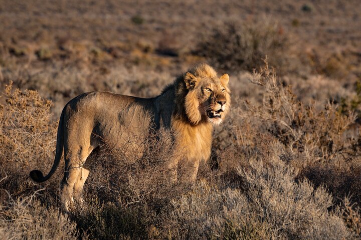 Private Tour : Africa Wild Safari West Coast Cape Town - Image 1