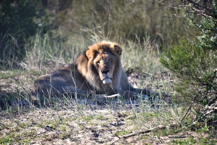 Private Tour : Africa Wild Safari West Coast Cape Town - Image 5