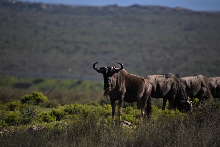 Private Tour : Africa Wild Safari West Coast Cape Town - Image 3
