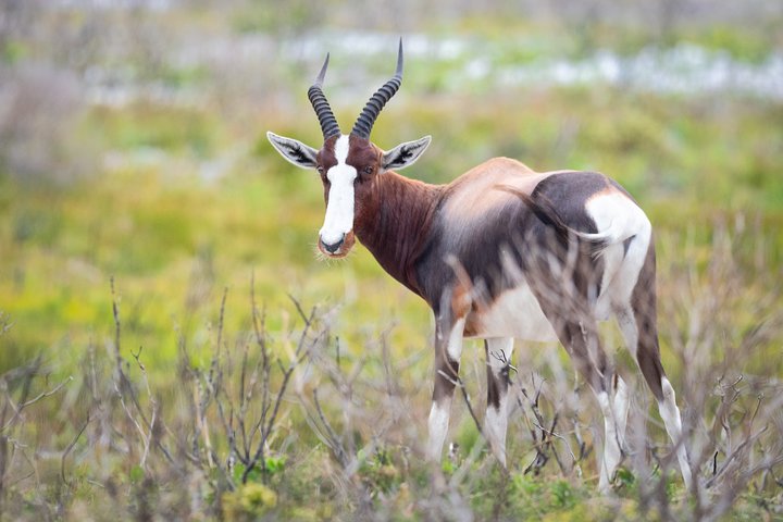 Private Tour : Africa's Big 5 Aquila Safari & Wine - Image 3