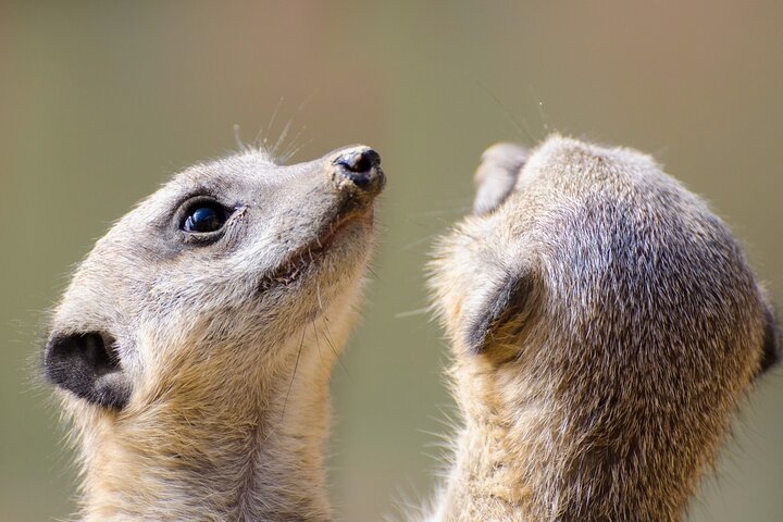 Private Tour : Africa's Big 5 Aquila Safari & Wine - Image 4