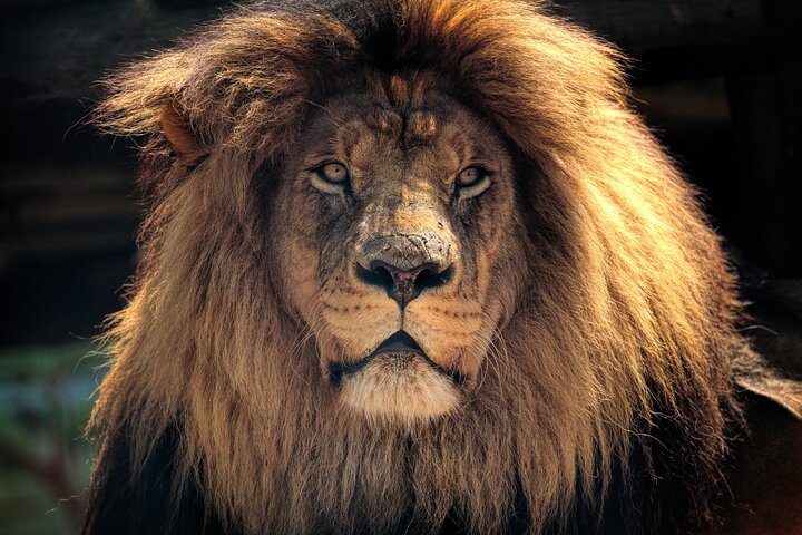 Private Tour : Africa's Big 5 Aquila Safari & Wine - Image 1